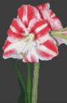 (image for) Amaryllis